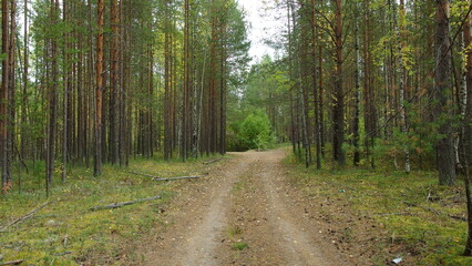 Naklejka premium a dirt path running through a forest. The path is surrounded by tall, slender trees with thin trunks, likely pine or similar types, and there is a mix of green foliage and grass on the forest floor