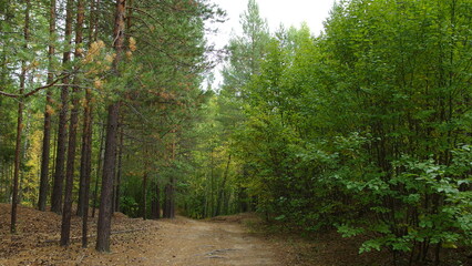  a forest path surrounded by trees. On the left side, there are tall pine trees with slender trunks and sparse foliage. On the right side, there are dense green leafy trees and bushes