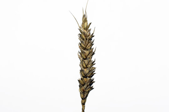 Wheat ear with black (sooty) head mold of wheat, caused by fungi (especially Alternaria spp. and Cladosporium spp.)