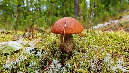 a single mushroom growing in a forest setting. The mushroom has a reddish-brown cap and a thick, textured stem. It is surrounded by a bed of green moss and some small patches of white lichen