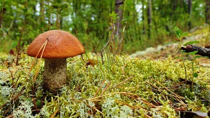 a close-up view of a mushroom growing in a forest setting. The mushroom has a reddish-brown cap and a thick, speckled stem. It is surrounded by a variety of green mosses and small plants