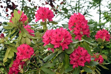 Beautifully blooming rhododendron with many flowers 