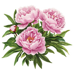 Obraz premium Watercolor illustration of a bush of pink peonies with multiple blooms and green leaves Isolated on transparent background