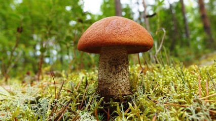  a mushroom growing in a natural setting. The mushroom has a reddish-brown cap and a thick, speckled stem. It is surrounded by green moss and other small plants