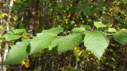 a close-up of a branch with several green leaves. The leaves have a serrated edge and are arranged alternately along the branch. The background is a bit blurred