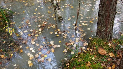  a small body of water, possibly a pond or a flooded area in a forest. The water is calm and has a lot of fallen leaves floating on its surface, indicating an autumn setting