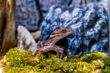 ハイナントカゲモドキのアップ