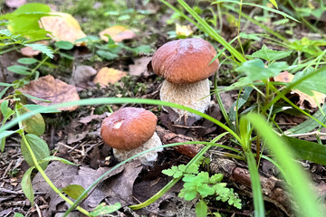 boletus mushrooms growing  on ground among grass in forest