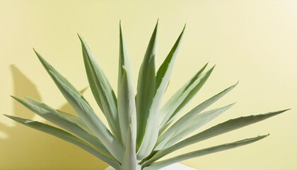 Fototapeta premium aloe vera plant