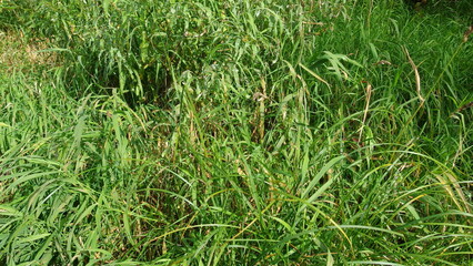 a patch of tall, green grass. The grass appears to be dense and lush, with long, narrow blades. There are some variations in the shades of green, indicating different types of grass