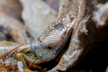 モモジタトカゲ