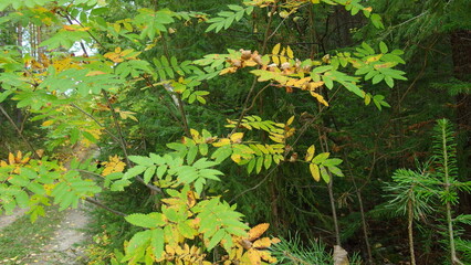 a plant with compound leaves, which are green with some turning yellow, indicating a change in season, likely autumn. The background is filled with more greenery, suggesting a natural