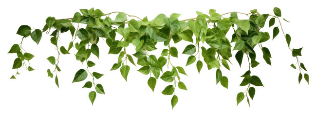 Fototapeta premium PNG Leaf plant vine ivy.