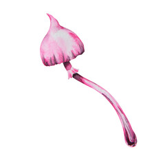 Pink poisonous mushroom. Galerina marginata, Watercolor hand drawn illustration. Clip art for Halloween cards, fairy tales, book, prints. Attribute of witches' sabbath, esotericism, magical forest