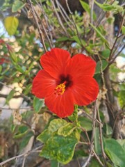 red hibiscus flower