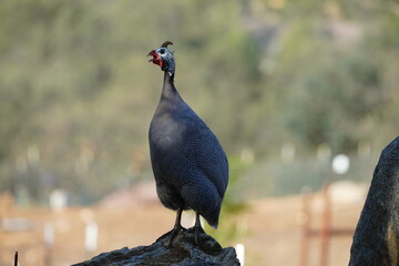 The helmeted guineafowl (Numida meleagris) is the best known of the guineafowl bird family, Numididae, and the only member of the genus Numida.