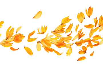 Autumn leaf fall leaves nature maple season vector tree pattern orange plant yellow illustration oak design decoration seamless foliage color set brown wallpaper art collection