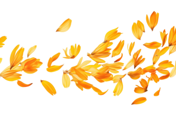 Autumn leaf fall leaves nature maple season vector tree pattern orange plant yellow illustration oak design decoration seamless foliage color set brown wallpaper art collection