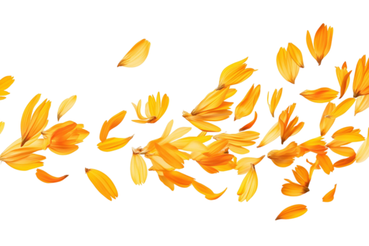 Autumn leaf fall leaves nature maple season vector tree pattern orange plant yellow illustration oak design decoration seamless foliage color set brown wallpaper art collection