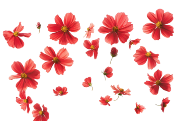 Beautiful pink phalaenopsis orchid blossom with white petals, isolated on a pink background