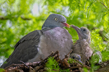 Close up of a Pigeon and its chick touching beaks in nest in tree in Warminster, Wiltshire, UK