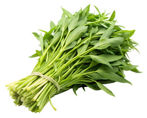 Fototapeta premium Water convolvulus or water spinach on transparent or white background.
