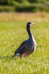 Single goose on the meadow at sunset, Iceland, fauna theme