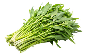 Fototapeta premium Water convolvulus or water spinach on transparent or white background.