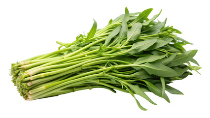 Fototapeta premium Water convolvulus or water spinach on transparent or white background.
