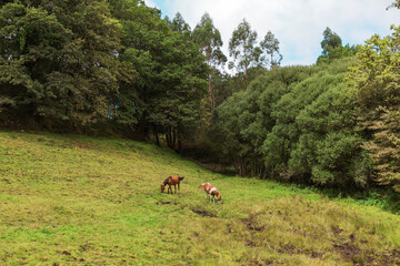 Dos caballos pastando en un prado verde rodeado de bosque en una zona rural de Pontevedra, Galicia, España