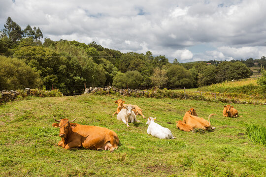 Seis vacas descansando al sol en un prado en una zona rural de la provincia de Pontevedra, Galicia, Espa&ntilde;a