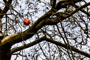 Forgotten fruit in solitude in the winter after the fall.
