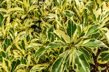 Leaves close-up green background and patterns