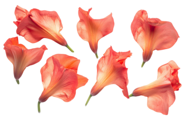 Beautiful pink tulip blossoms in a spring garden, showcasing vibrant petals and lush green leaves