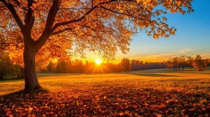 Fototapeta premium Golden sunlight filters through autumn leaves in a peaceful park setting at sunset.