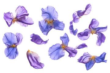 seamless pattern with feathers