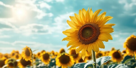 A bright sunflower stands tall against a backdrop of a sunny sky, showcasing nature's beauty in full bloom.