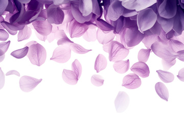 Beautiful pink lilac blooms in spring, a floral masterpiece of nature