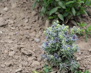 Eryngium planifolium grows in the garden. copy space