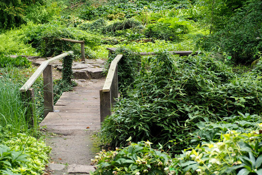 stone path with wooden bridge in forest among green trees on summer day. nature ecology . side view