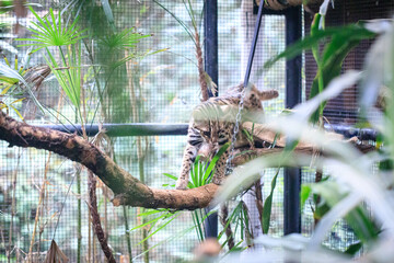 Leopard Cat Relaxing on a Tree Branch in a Wildlife Sanctuary