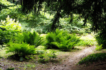 path in the forest among green trees and fern bushes on a summer day. nature ecology . side view
