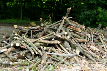 many thin logs of tree branches lie against the background of the forest. side view. nature