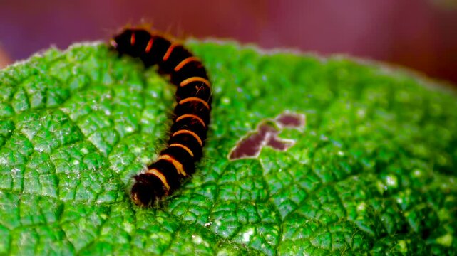 A bright caterpillar among the greenery. A black caterpillar with yellow-orange stripes crawls on a green leaf. 
