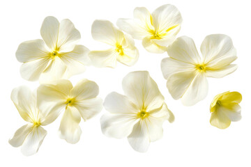 Naklejka premium frangipani flower isolated on transparent background