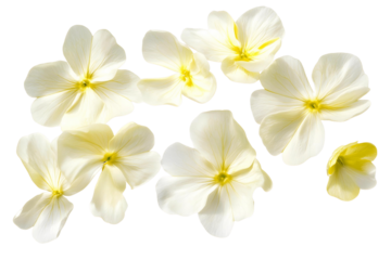 frangipani flower isolated on transparent background