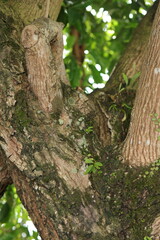 Detailed texture of a tree&rsquo;s bark with small green leaves sprouting, showcasing nature&rsquo;s resilience and beauty.