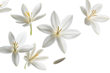 Fototapeta premium Beautiful frangipani flowers, also known as plumeria, bloom in vibrant pink and yellow hues, creating a stunning tropical display