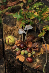 Autumn still life