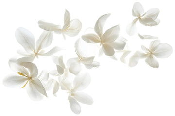 Isolated garlic clove, white and yellow feathers on top, healthy and organic spice for gourmet cooking